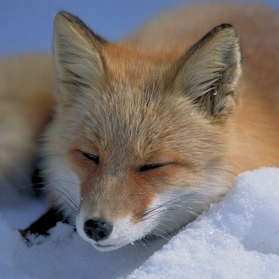 Yoshiのプロフィール画像