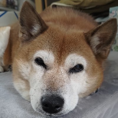 クックのプロフィール画像